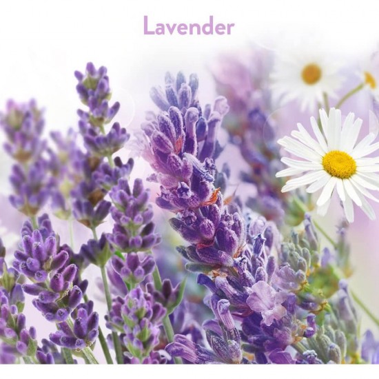 AIR WICK Odorizant Gel, 150 g, Parfum de Lavanda, Odorizant de Camera, Odorizant Gel Parfumat, Odorizant Gel de Camera, Gel Odorizant cu Lavanda, Gel Odorizant Air Wick, Odorizant pentru Camera AIR WICK