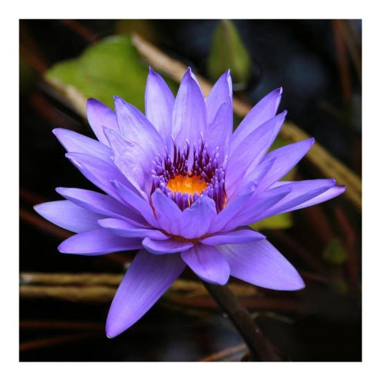 Lotiune Micelara Elmiplant Xpress Effect, 200 ml, Apa Micelara Demachianta, Demachiant Apa Micelara, Apa Micelara Curatare, Lotiune Micelara Demachianta, Lotiuni Micelare, Ape Micelare, Lotiune Demachianta Micelara, Lotiuni Demachiante