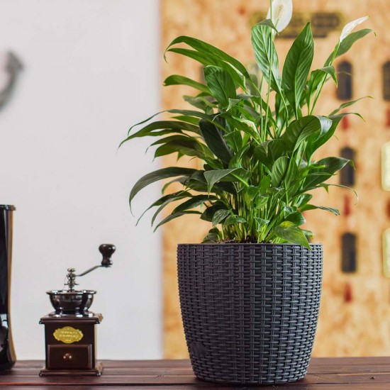 Ghiveci pentru Flori din Plastic, Include Tavita, 2,75 L, Culoare Maro