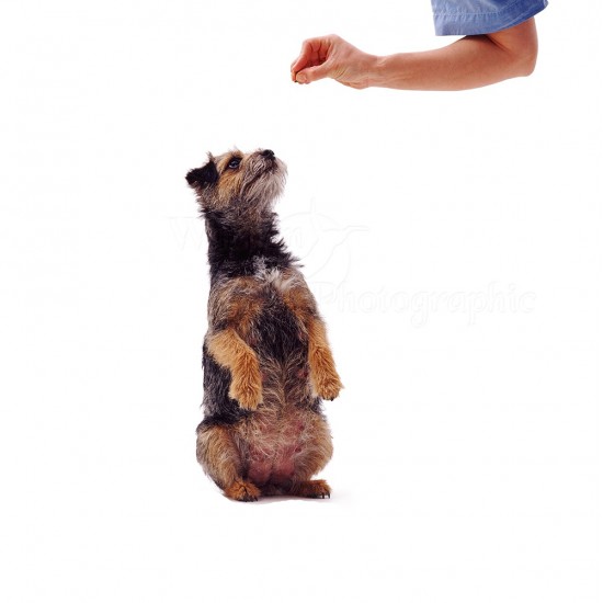 Lansator Recompense 4 Dog, pentru Caini/Pisici