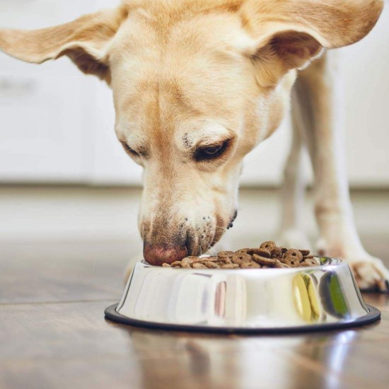 Castron 4 Dog Inox, Antiderapant, 710 ml, 16,5 cm