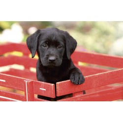 Mapa Birou 44 X 68 Cm, Kangaro - Imagine Catel