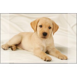 Mapa Birou 38 X 58 Cm, Kangaro - Imagine Labrador Auriu