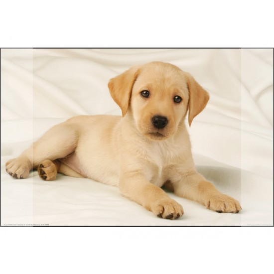 Mapa Birou 38 X 58 Cm, Kangaro - Imagine Labrador Auriu